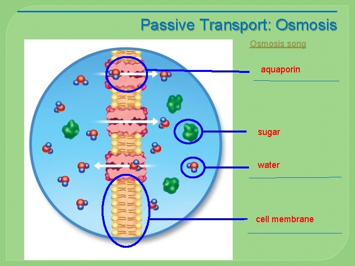 Passive Transport: Osmosis song aquaporin sugar water cell membrane 