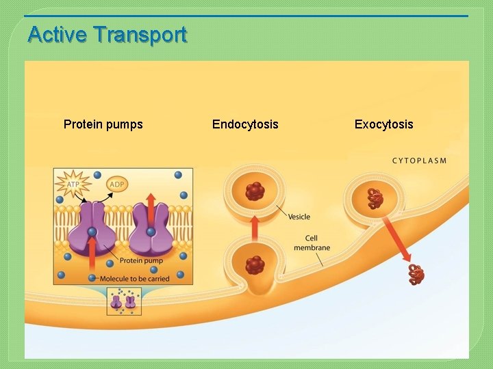 Active Transport Protein pumps Endocytosis Exocytosis 