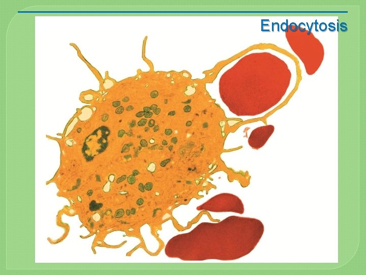 Endocytosis 
