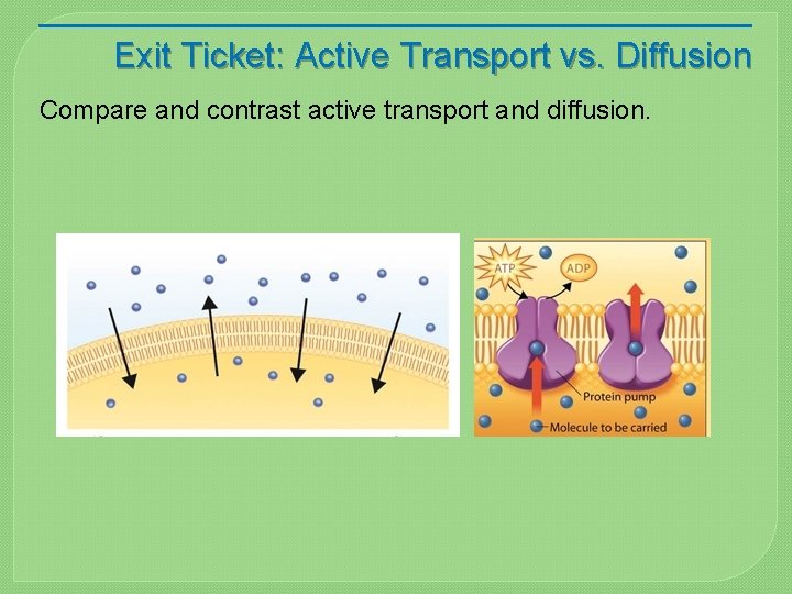 Exit Ticket: Active Transport vs. Diffusion Compare and contrast active transport and diffusion. 