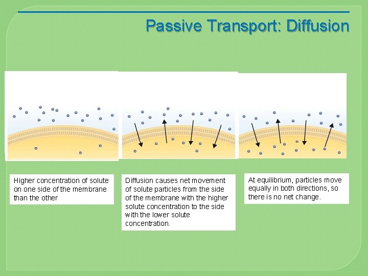 Passive Transport: Diffusion Solutes Outside Cell Membrane Inside Cell Higher concentration of solute on