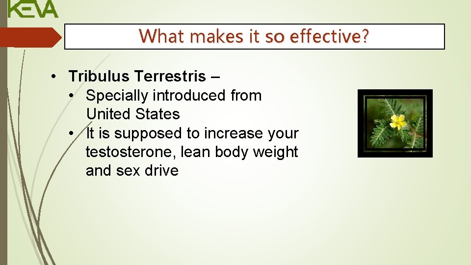 What makes it so effective? • Tribulus Terrestris – • Specially introduced from United
