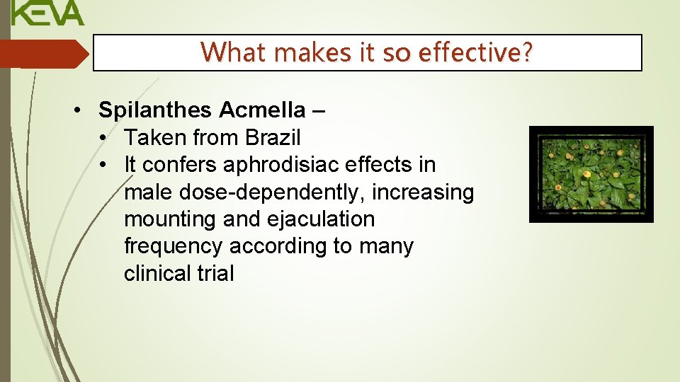 What makes it so effective? • Spilanthes Acmella – • Taken from Brazil •