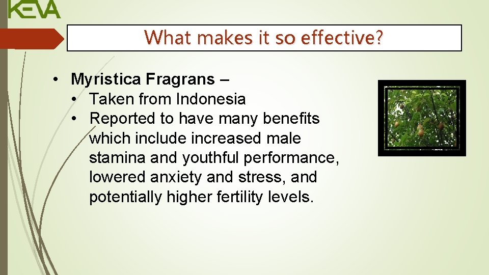 What makes it so effective? • Myristica Fragrans – • Taken from Indonesia •