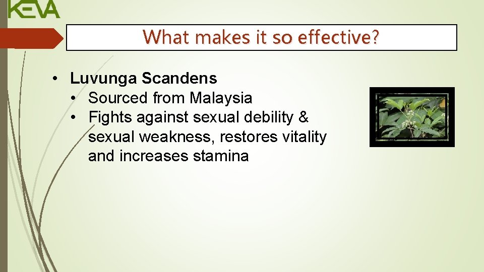 What makes it so effective? • Luvunga Scandens • Sourced from Malaysia • Fights