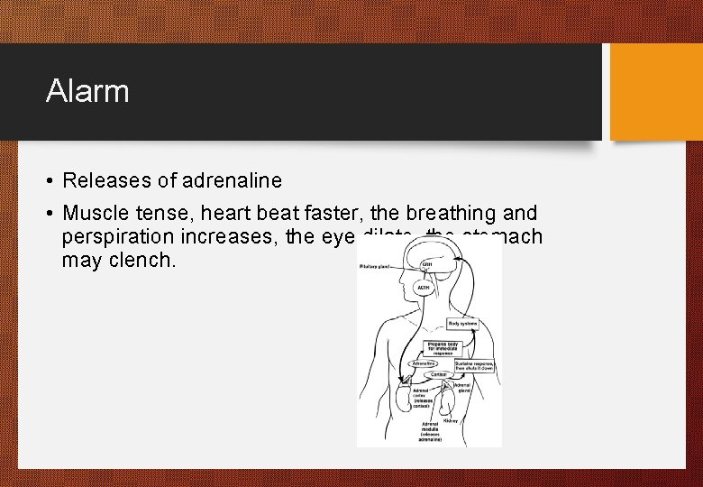 Alarm • Releases of adrenaline • Muscle tense, heart beat faster, the breathing and