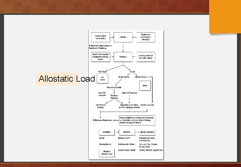 Allostatic Load 