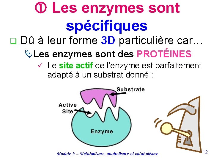  Les enzymes sont spécifiques q Dû à leur forme 3 D particulière car…