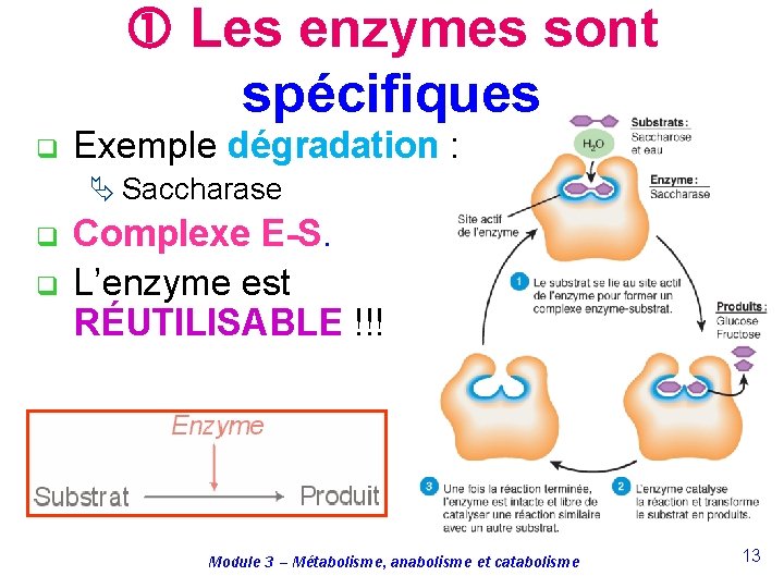  Les enzymes sont spécifiques q Exemple dégradation : Ä Saccharase q q Complexe