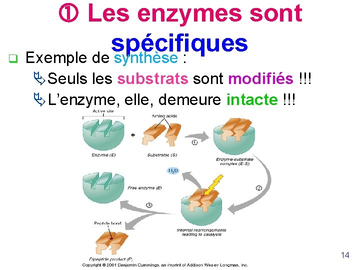  Les enzymes sont spécifiques q Exemple de synthèse : Ä Seuls les substrats