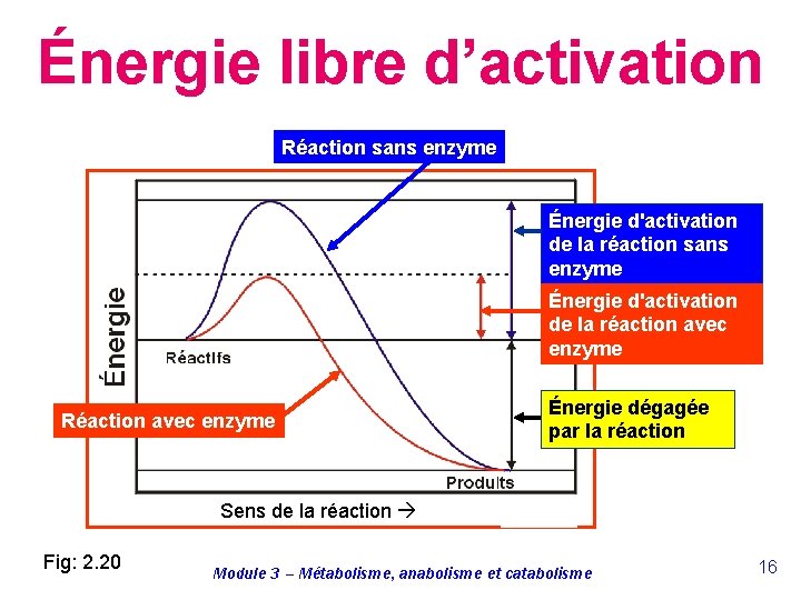 Énergie libre d’activation Réaction sans enzyme Énergie d'activation de la réaction avec enzyme Réaction