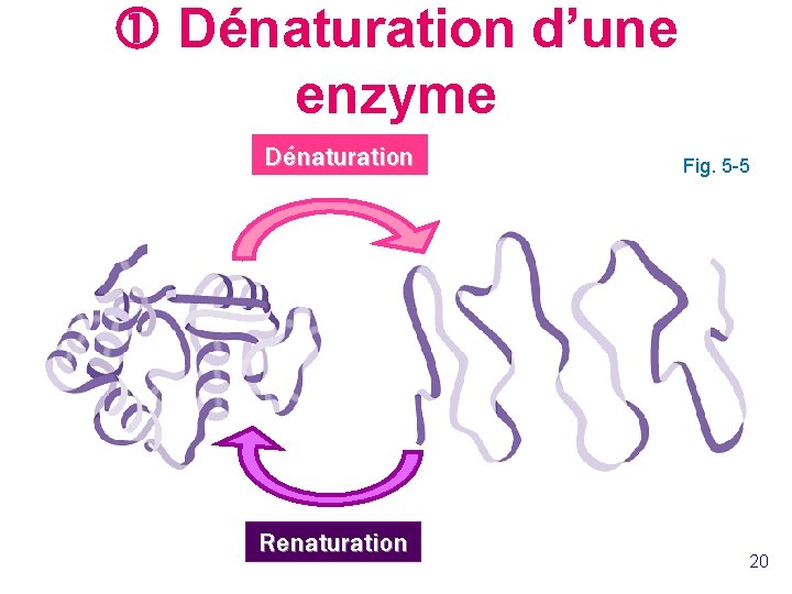  Dénaturation d’une enzyme Dénaturation Renaturation Fig. 5 -5 20 