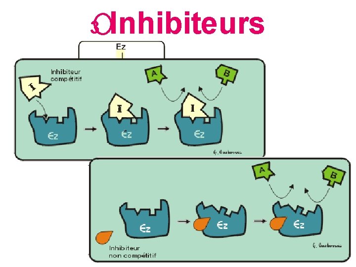 3 Inhibiteurs Module 3 – Métabolisme, anabolisme et catabolisme 22 