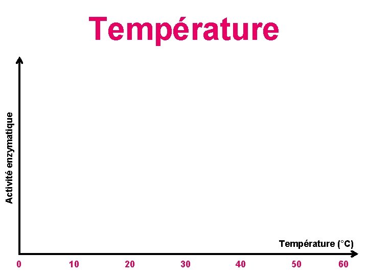 Activité enzymatique Température (°C) 0 10 20 30 40 50 60 