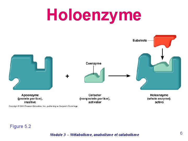 Holoenzyme Figure 5. 2 Module 3 – Métabolisme, anabolisme et catabolisme 6 