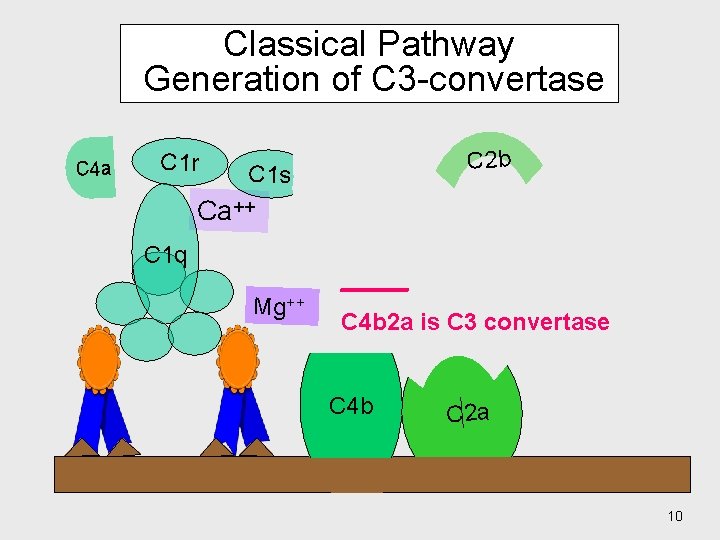 Classical Pathway Generation of C 3 -convertase C 4 a C 1 r C