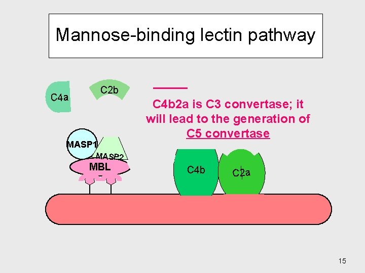 Mannose-binding lectin pathway C 2 b C 4 a MASP 1 MASP 2 MBL