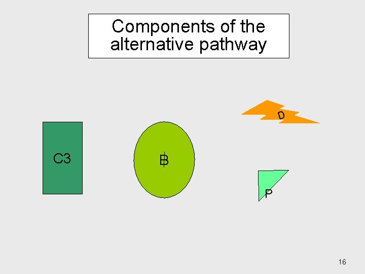 Components of the alternative pathway D C 3 B P 16 