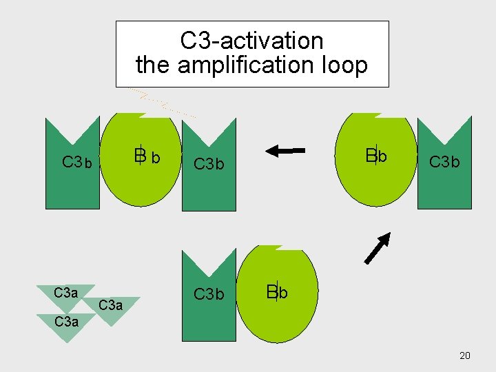 C 3 -activation the amplification loop D Bb C 3 a Bb C 3