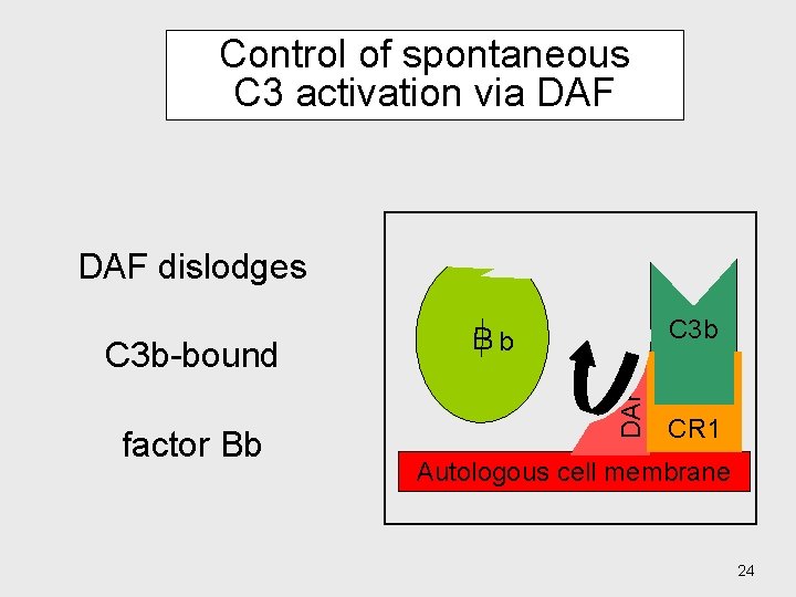 Control of spontaneous C 3 activation via DAF dislodges factor Bb C 3 b