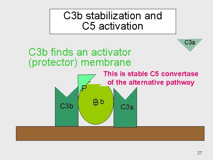 C 3 b stabilization and C 5 activation C 3 a C 3 b