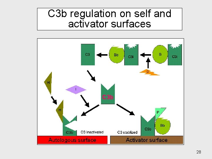 C 3 b regulation on self and activator surfaces C 3 b 28 