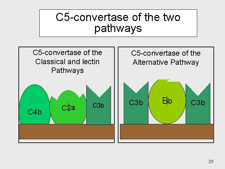 C 5 -convertase of the two pathways C 5 -convertase of the Classical and