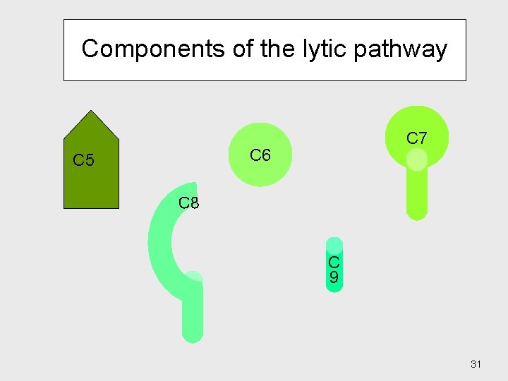 Components of the lytic pathway C 7 C 6 C 5 C 8 C