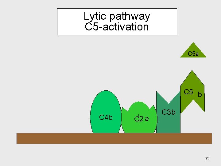Lytic pathway C 5 -activation C 5 a C 5 b C 4 b