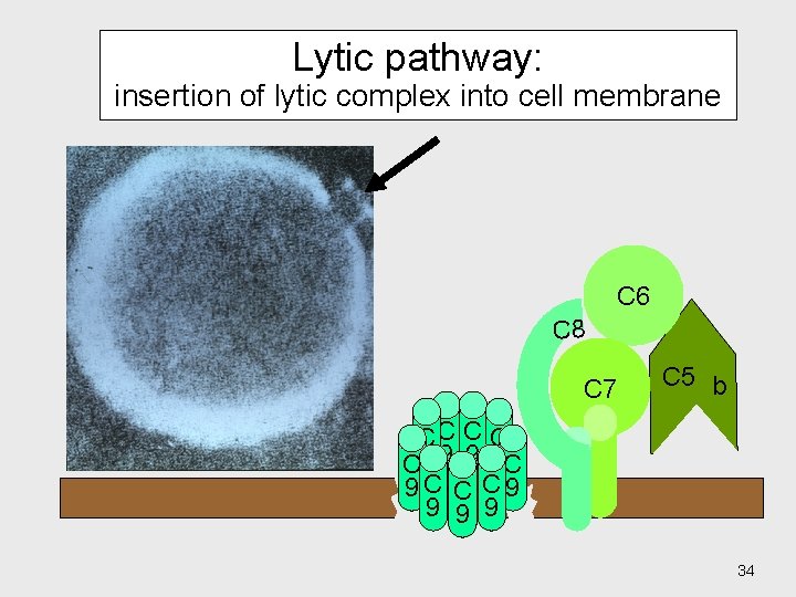 Lytic pathway: insertion of lytic complex into cell membrane C 6 C 8 C