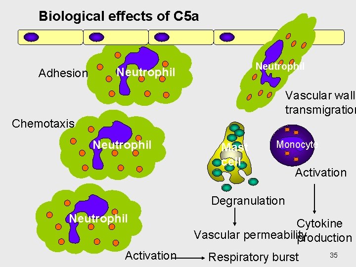 Biological effects of C 5 a Adhesion Neutrophil Vascular wall transmigration Chemotaxis Neutrophil Mast