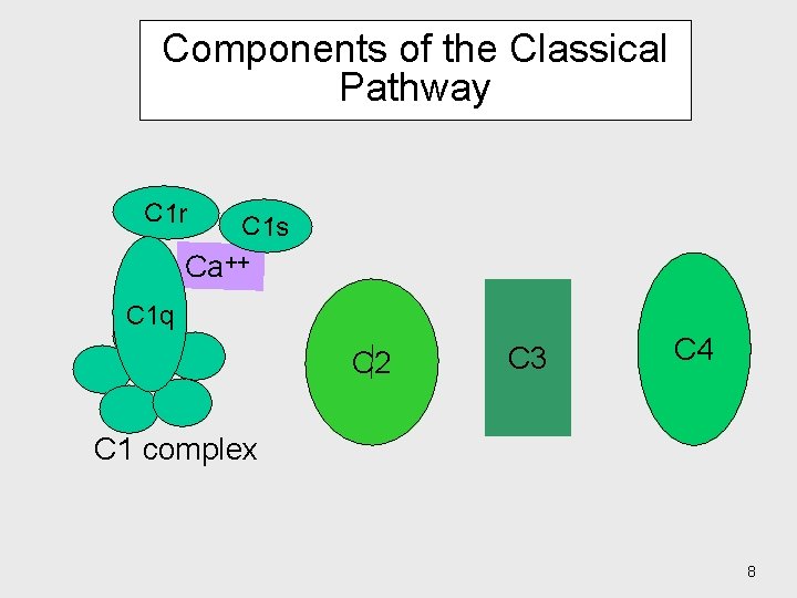 Components of the Classical Pathway C 1 r C 1 s Ca++ C 1