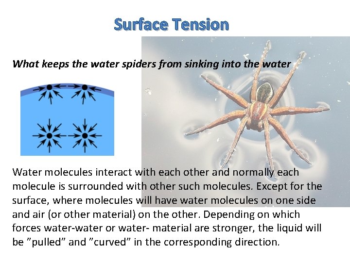 Surface Tension What keeps the water spiders from sinking into the water Water molecules