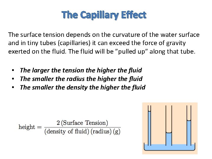 The Capillary Effect The surface tension depends on the curvature of the water surface