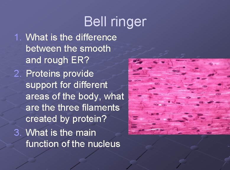 Bell ringer 1. What is the difference between the smooth and rough ER? 2.