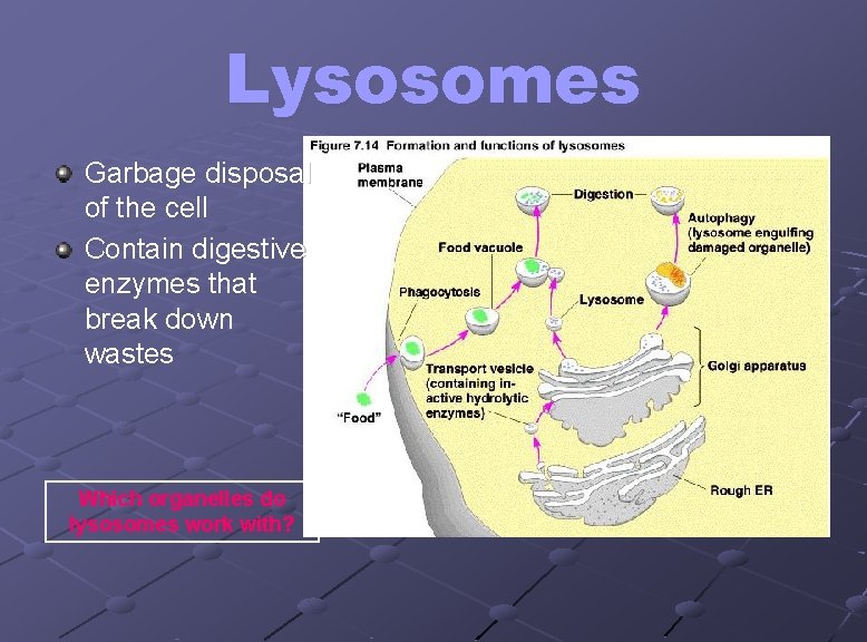 Lysosomes Garbage disposal of the cell Contain digestive enzymes that break down wastes Which
