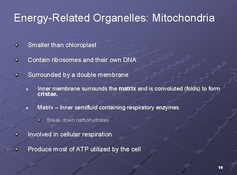 Energy-Related Organelles: Mitochondria Smaller than chloroplast Contain ribosomes and their own DNA Surrounded by
