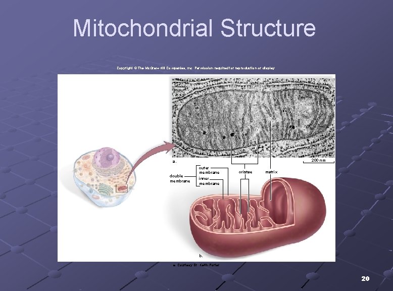 Mitochondrial Structure Copyright © The Mc. Graw-Hill Companies, Inc. Permission required for reproduction or