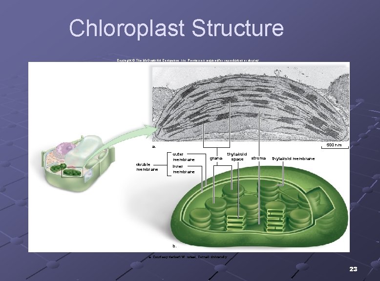 Chloroplast Structure Copyright © The Mc. Graw-Hill Companies, Inc. Permission required for reproduction or