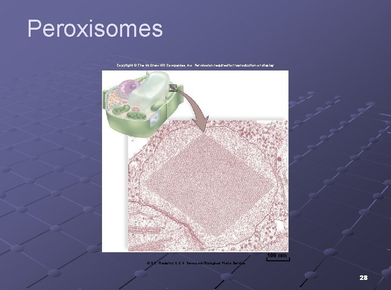 Peroxisomes Copyright © The Mc. Graw-Hill Companies, Inc. Permission required for reproduction or display.