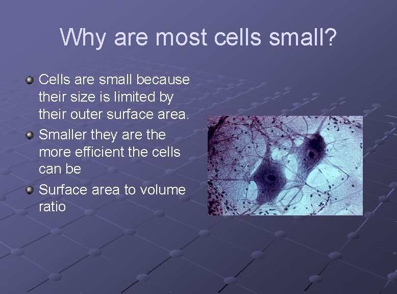 Why are most cells small? Cells are small because their size is limited by
