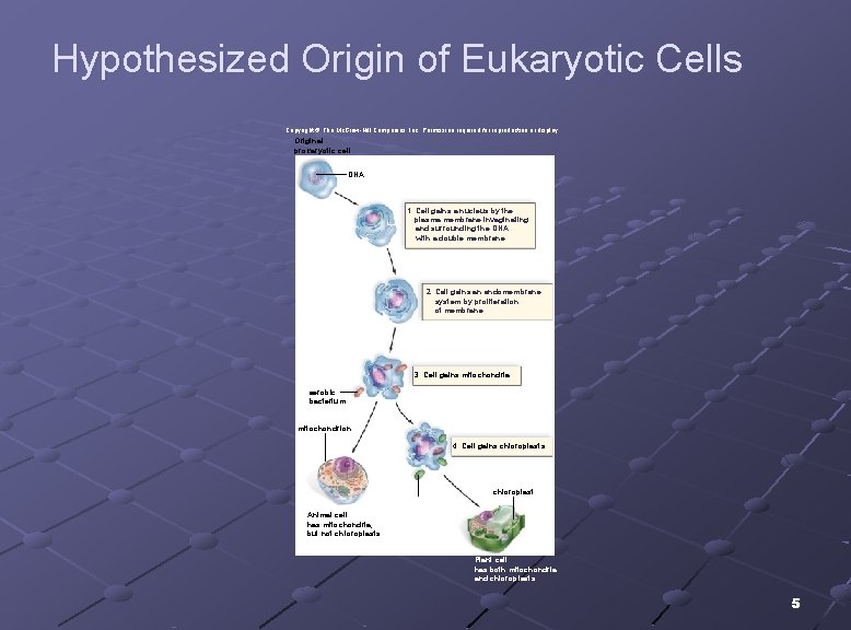 Hypothesized Origin of Eukaryotic Cells Copyright © The Mc. Graw-Hill Companies, Inc. Permission required