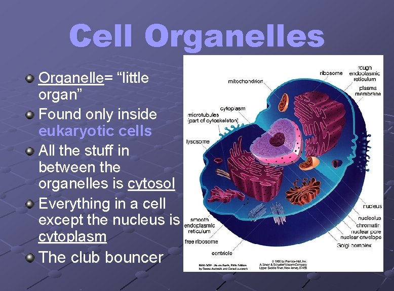 Cell Organelles Organelle= “little organ” Found only inside eukaryotic cells All the stuff in