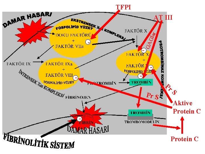 TFPI Gla r AT III GA - - Pr S Aktive Protein C 