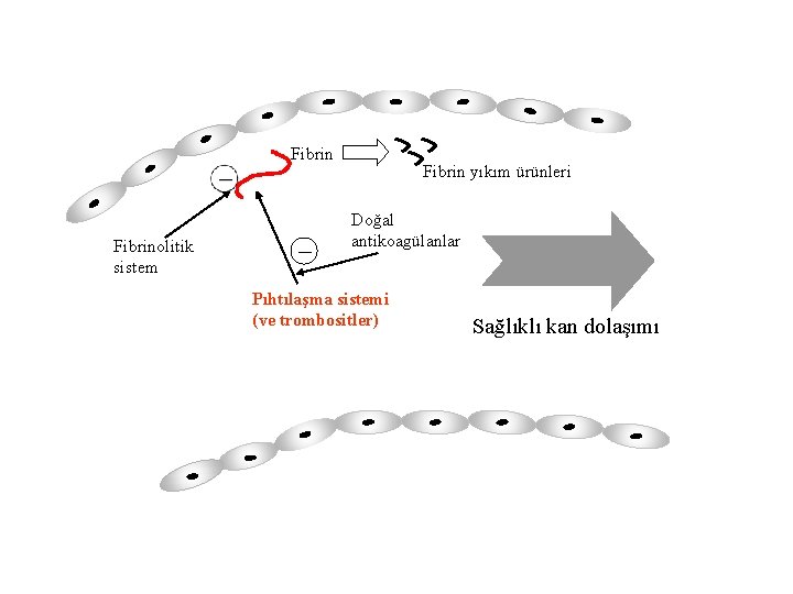 Fibrinolitik sistem _ Fibrin yıkım ürünleri Doğal antikoagülanlar Pıhtılaşma sistemi (ve trombositler) Sağlıklı kan