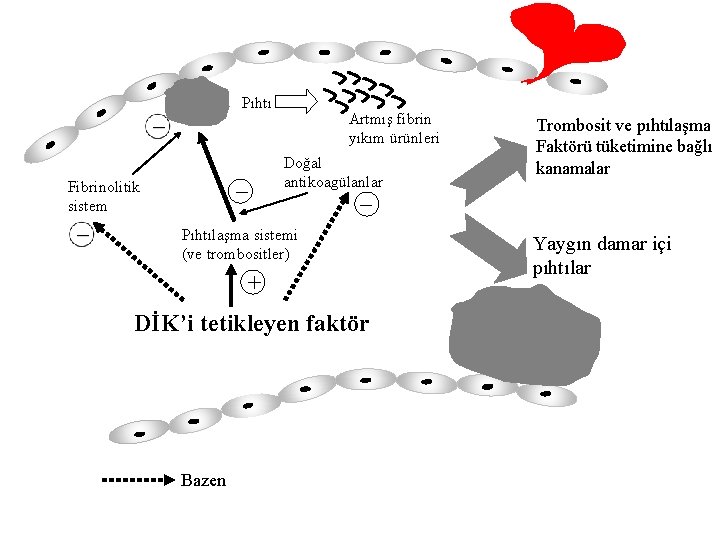 Pıhtı Doğal antikoagülanlar _ Fibrinolitik sistem Artmış fibrin yıkım ürünleri _ Pıhtılaşma sistemi (ve