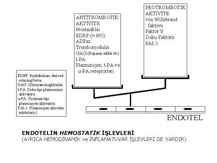 EDRF: Endothelium-derived relaxing factor GAG: Glikozaminoglikanlar t-PA: Doku tipi plazminojen aktivatörü u-PA: Ürokinaz tipi