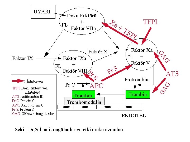 Doku Faktörü + FL Faktör VIIa Xa +T FP Pr C Protrombin APC AT