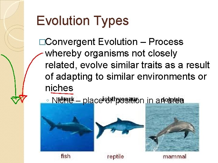 Evolution Types �Convergent Evolution – Process whereby organisms not closely related, evolve similar traits