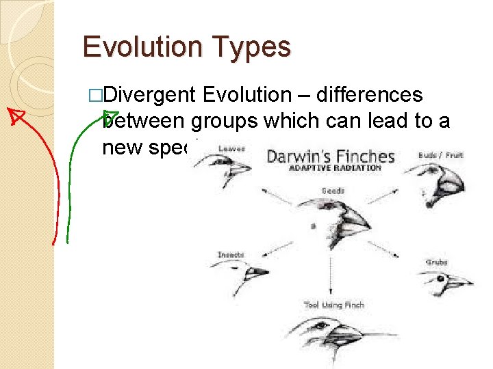Evolution Types �Divergent Evolution – differences between groups which can lead to a new